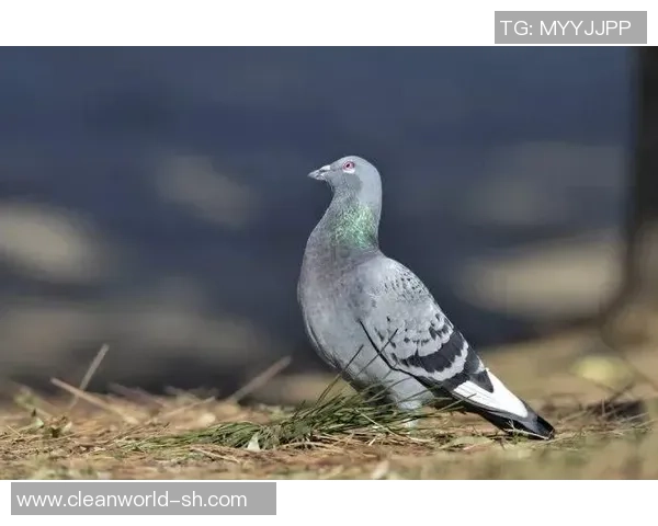 冬季足球球鞋精选解析 让你在寒冷天气中依旧快速稳定表现